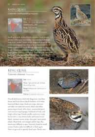 Birds of India