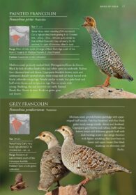 Birds of India