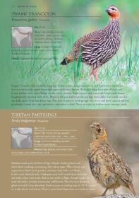 Birds of India