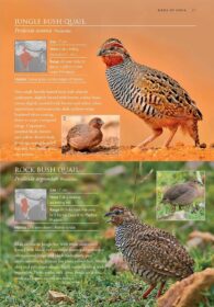 Birds of India