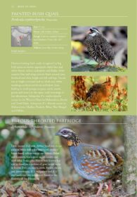Birds of India